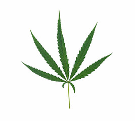 fresh cannabis indica leaf isolated on a white background