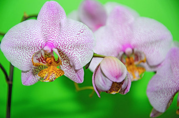 flowering pink orchid,  orchid, sprig of orchid on green background, 
houseplants