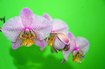 Fototapeta na wymiar flowering pink orchid, orchid, sprig of orchid on green background, houseplants