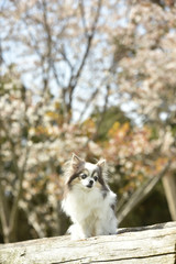 桜を見るチワワとパピヨン