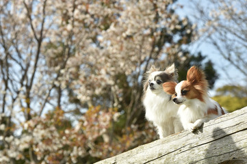 Fototapeta premium 桜を見るチワワとパピヨン