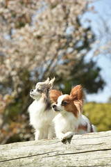 桜を見るチワワとパピヨン