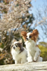 桜を見るチワワとパピヨン