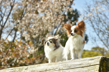 桜を見るチワワとパピヨン