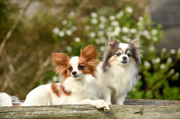 お座りをするチワワとパピヨン