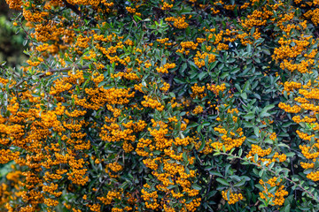 Obraz na płótnie Canvas Pyracantha branches with yellow ripe berries. Beautiful nature background