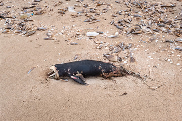 Dead dolphins set on the coast Wildlife protection. The wreck on the beach that has garbage from the sea crush together to pile on the beach, Phetchaburi, Thailand