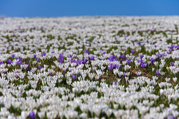 Naklejka premium Blurred soft focus texture of purple flowers between white flowers on a grass field.