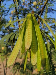 Seeds of Luciana tree, beautiful background. 
