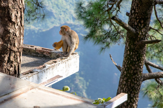 A Monkey Sitting On House Roof