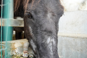 horse eating hay