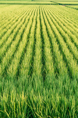 Summer rice fields full background. Tsuruoka, Yamagata Prefecture, Japan. 鶴岡 山形県