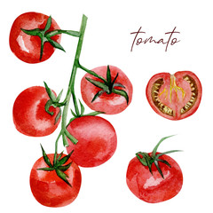 Watercolor vegeterian food. Hand painted vegetable tomato for design menu, veggie blog, eco web page design cookbook.