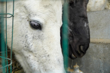 portrait of a white horse