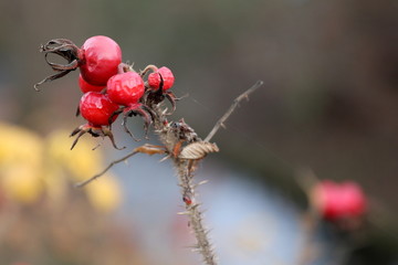 owoce dzikiej róży na jesiennym krzaku © Grzegorz