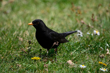 Blackbird on the green grass on a Sunny day close up