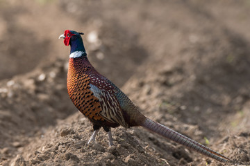 Bażant zwyczajny, Phasianus colchicus
