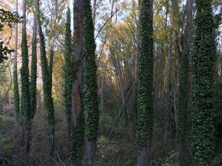 ivy covered tree trunks in forest