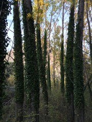 Fototapeta premium ivy covered tree trunks in forest
