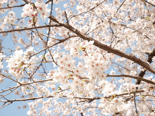 Sakura 2