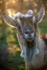 Portrait of a gray with goat horns in a beautiful backlight sunset. Goat breeding farm.