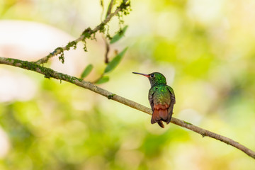 Rufous-tailed hummingbird