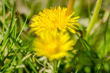 Yellow butter flowers surrounded by meadow plants 