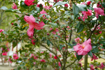 pink flowers in the garden