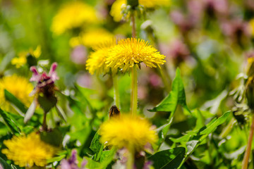 Yellow butter flowers surrounded by dead nettle flowers 