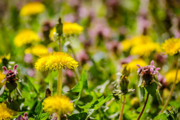 Yellow butter flowers surrounded by dead nettle flowers 