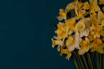 On the right is a large bouquet of yellow daffodils on an indigo background. Copy space. Can be...