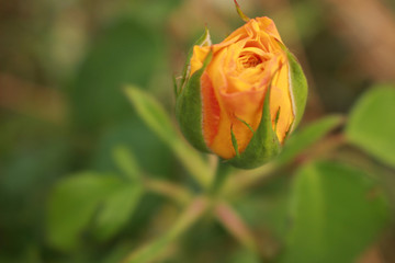 The bud of the yellow rose begins to open.