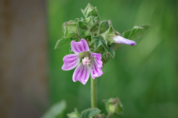 Close-up image of the Malva flower, purple with dark venation, blurred background