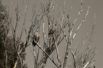 White-tailed eagle. Volga Delta. Astrakhan region.Wildlife Russia. Black and white photo.