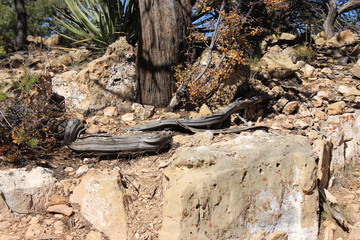 Dry tree roots on stones. Grand Canyon. USA.
