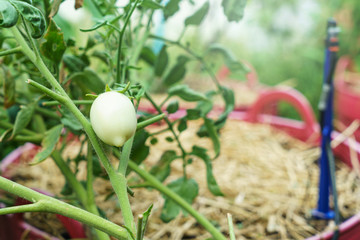 Raw tomatoes grown in a basket in the backyard