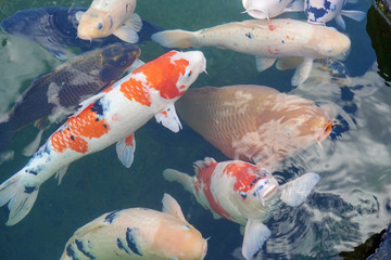 tropical fish in aquarium