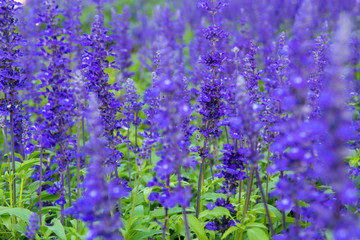 Fototapeta na wymiar Morning sunlight Blue Salvia farinacea flowers in the garden. Purple lavender flower for background. Mealy Cap.