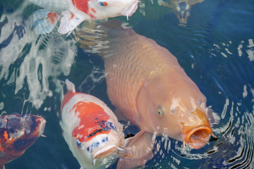 fish in the aquarium