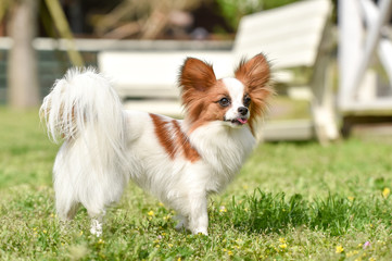 ドッグランで遊ぶパピヨン