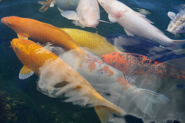 fish in aquarium