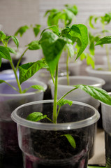 Seedlings of tomatoes in jars