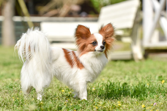 パピヨン　アート・グラフィック 笑って座るかわいいパピヨンイラスト - No: 23885750｜無料イラスト