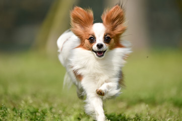 ドッグランで遊ぶパピヨン