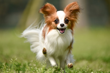 ドッグランで遊ぶパピヨン