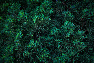 green leaf backdrop for background. green fresh for design.