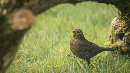 Merlette dans l'herbe