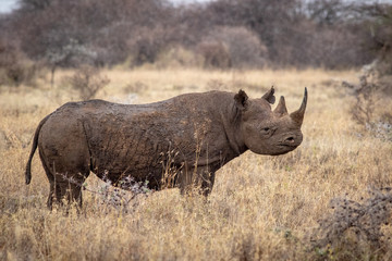 Easter Black rhino bull in the wild