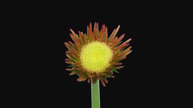 Time-lapse of opening pink gerbera 5e1 in PNG+ format with ALPHA transparency channel isolated on black background

