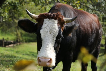 cow on the farm